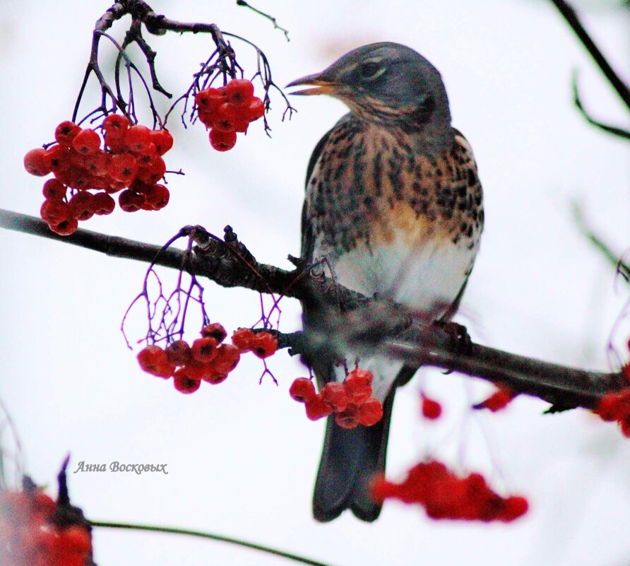 Боги дали нам птиц,чтобы мы видели    каждый день, что такое красота...         Конфуций - Восковых Анна Васильевна 