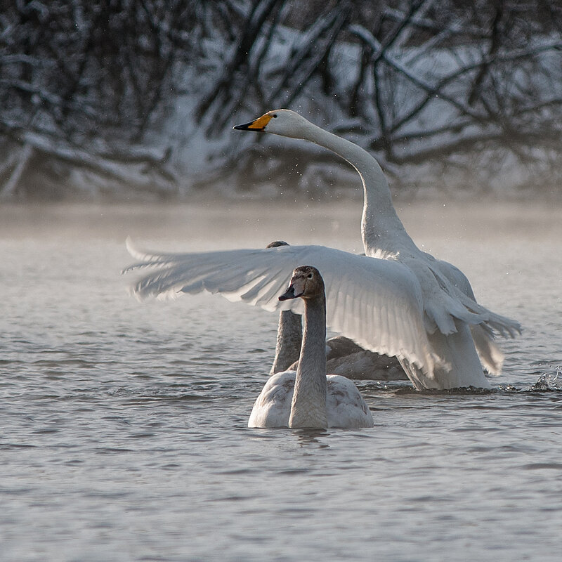 Лебеди на зимовке - Юрий Никитенко