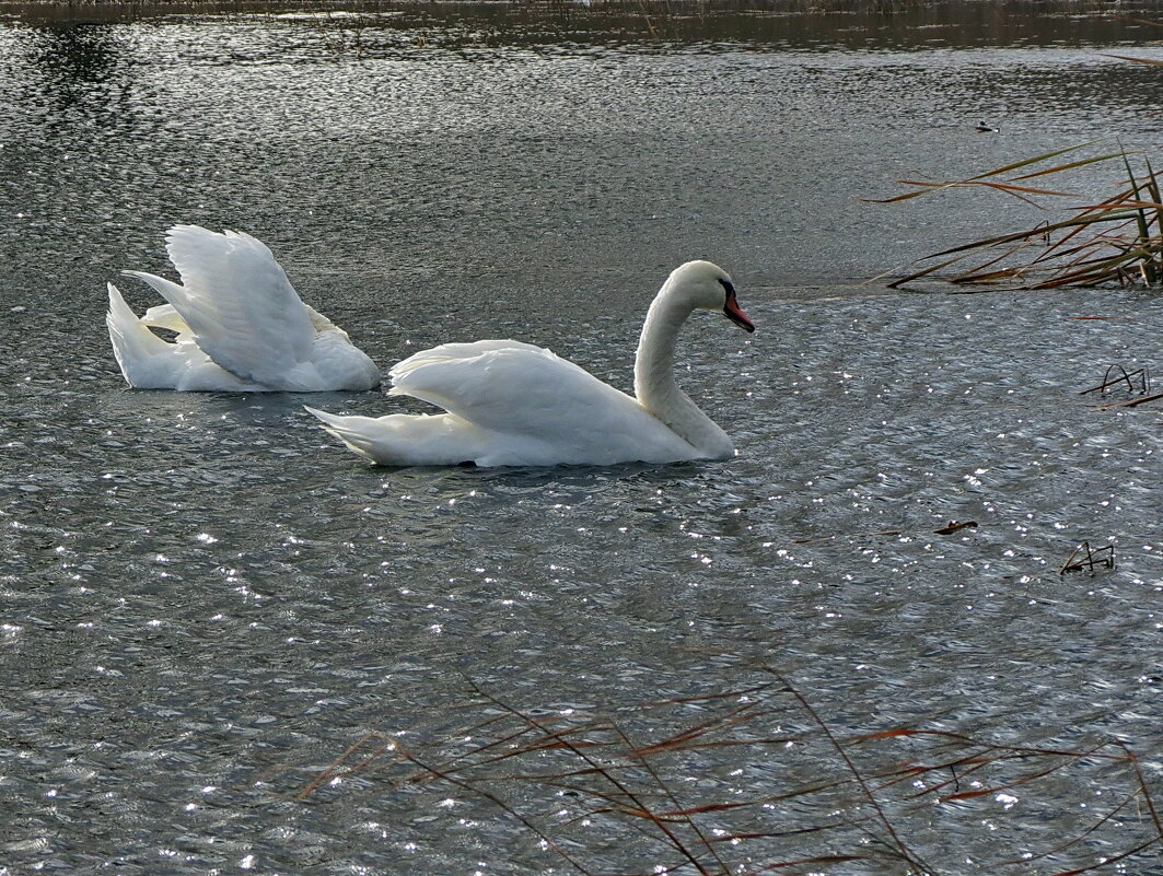 Лебеди на пруду - Liliya Kharlamova