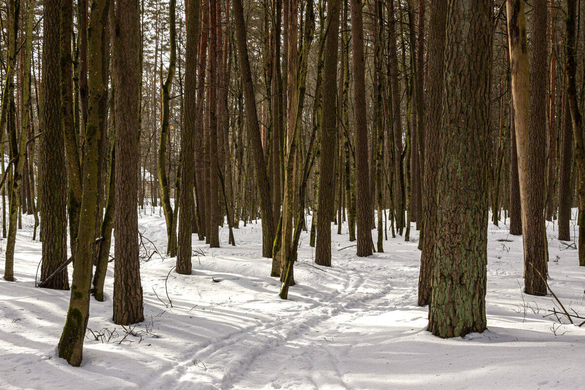 В лесу лежит рыхлый снег - оксана 