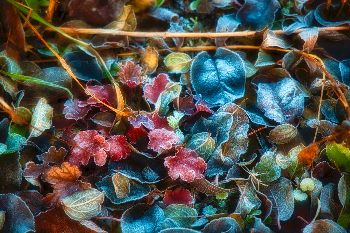 Just foliage... - Роман Оливар