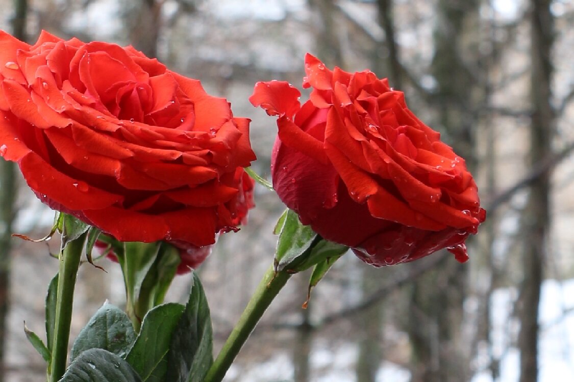 Розы в мартовской непогоде - Надежд@ Шавенкова
