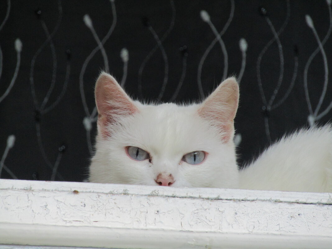 Белая кошка. - Иван Обожин