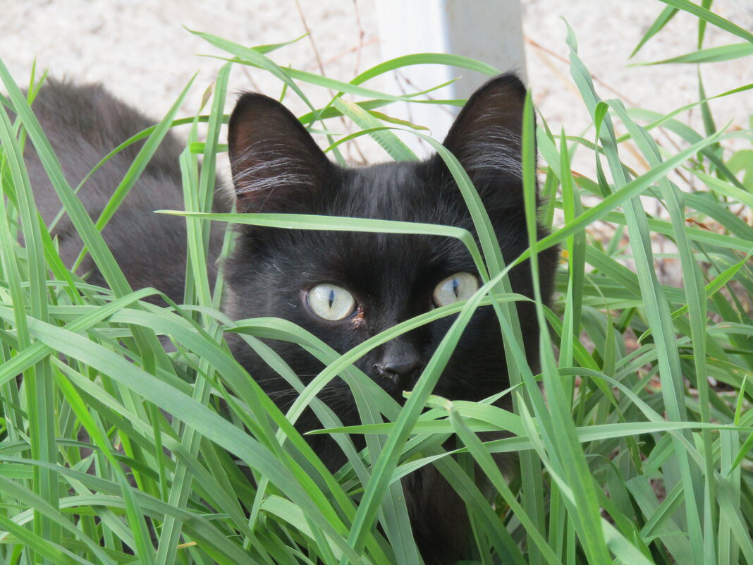 Кошка в траве. - Иван Обожин