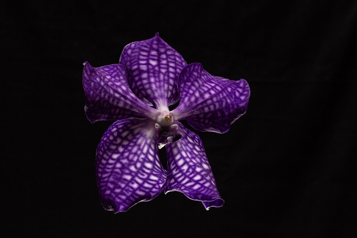 Орхидея ванда - Надежда 