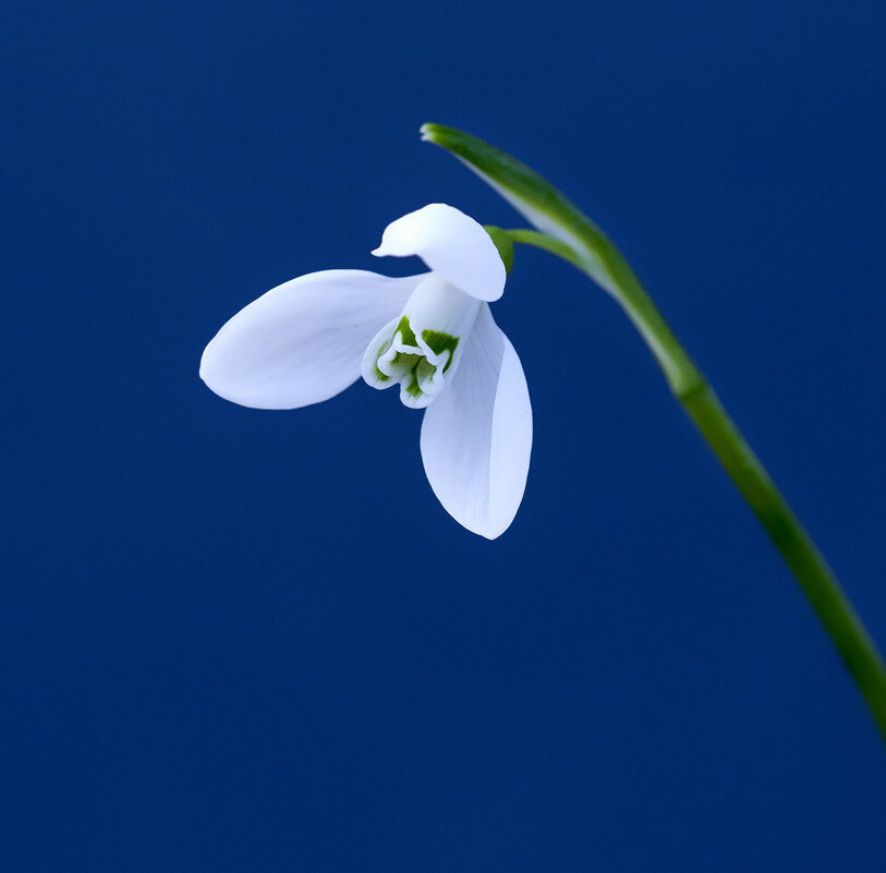 snowdrop - Zinovi Seniak