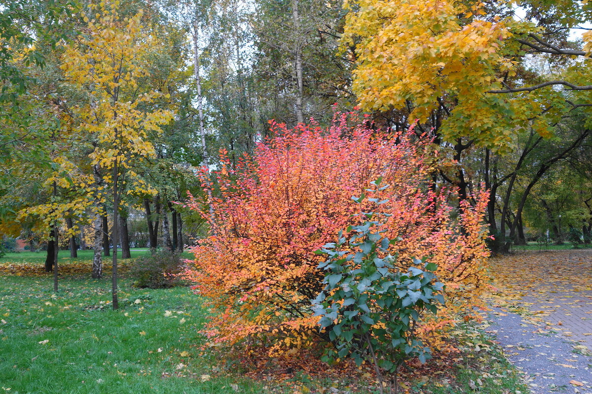 В осеннем сквере - Маргарита Батырева