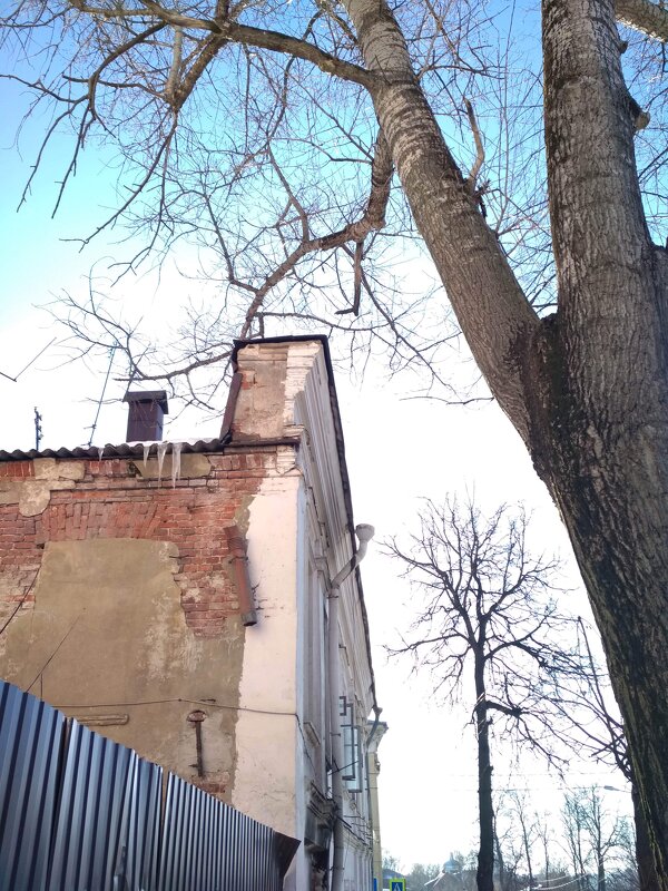 Стена дома и дерево - Марина Кушнарева