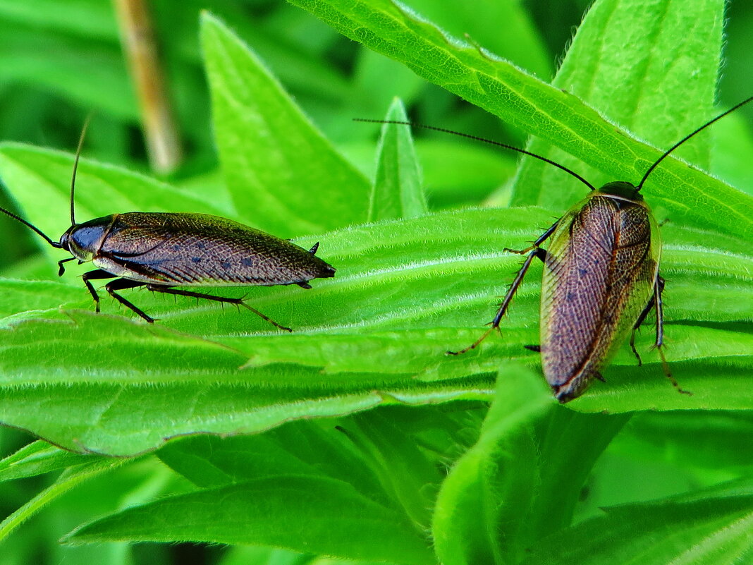 Лесной таракан — вид тараканов из семейства Ectobiidae. - Ivan Vodonos