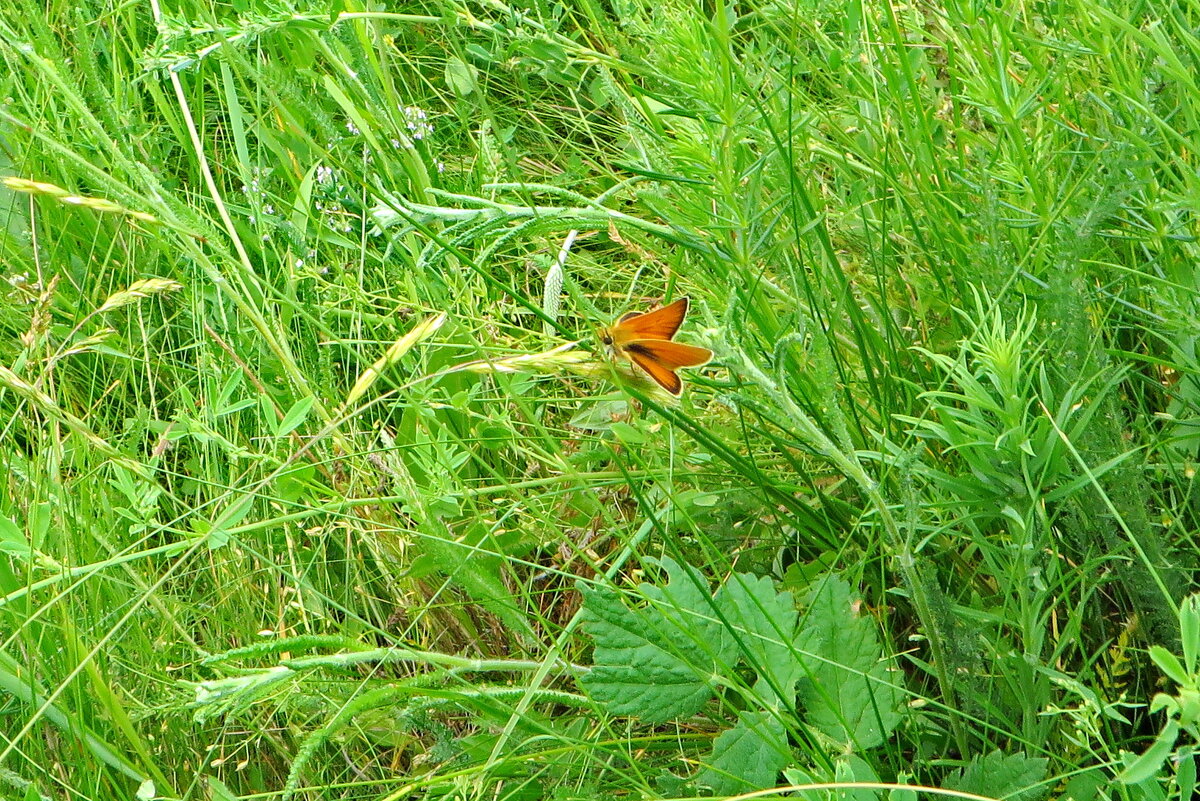 Толстоголовка тире (лат. Thymelicus lineola) — бабочка из семейства толстоголовок. - Ivan Vodonos