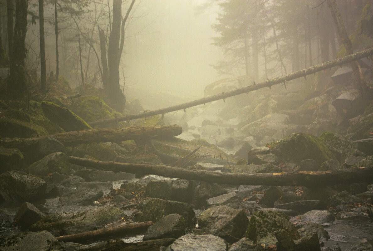 Туман в лесу - Эдуард Куклин