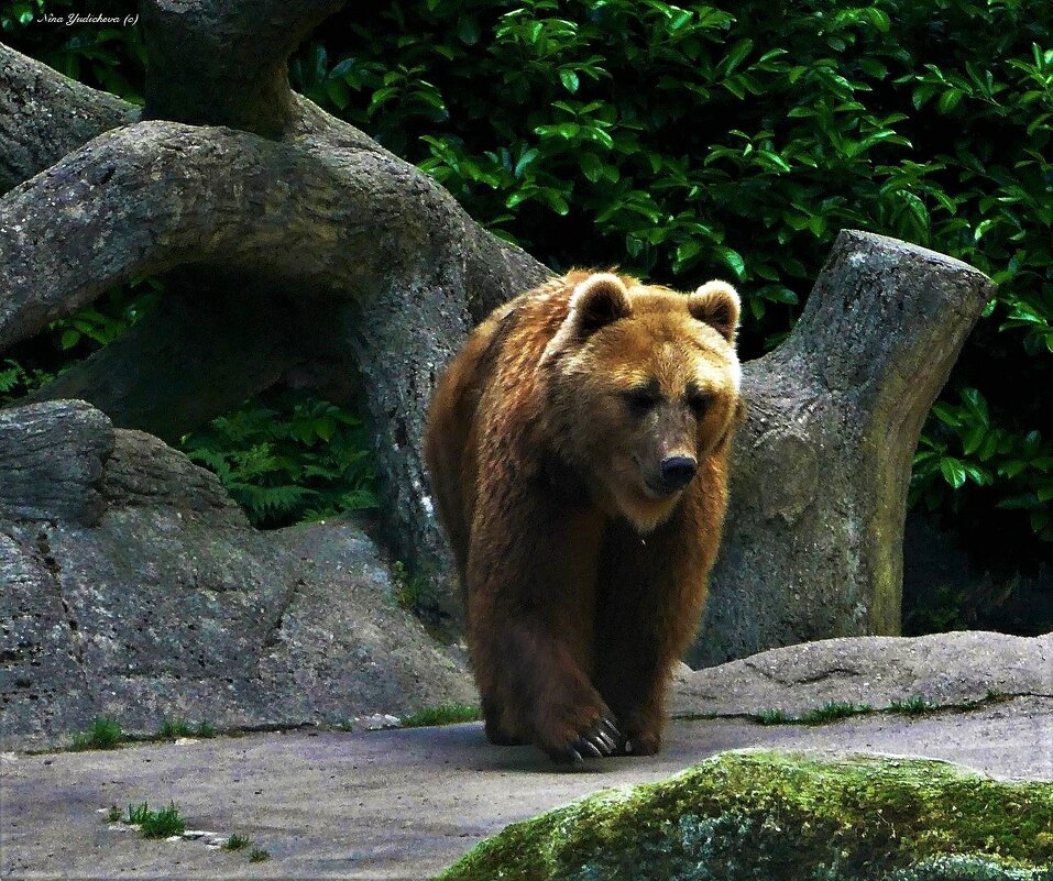 Медведь - Nina Yudicheva