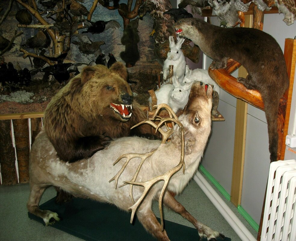 Экспонаты зоологической коллекции музея - Любовь 