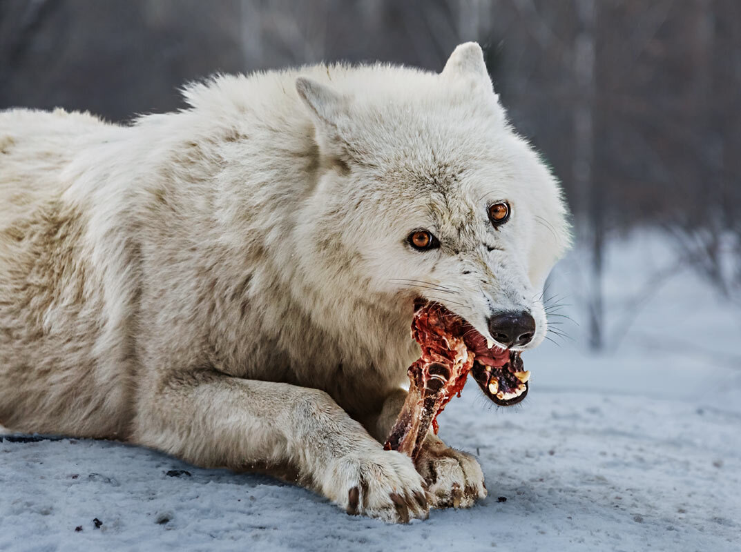 Белый волк - SanSan 