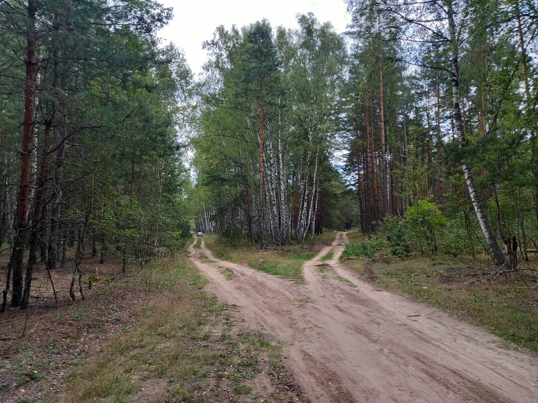 Развилка лесных дорог - Tarka 