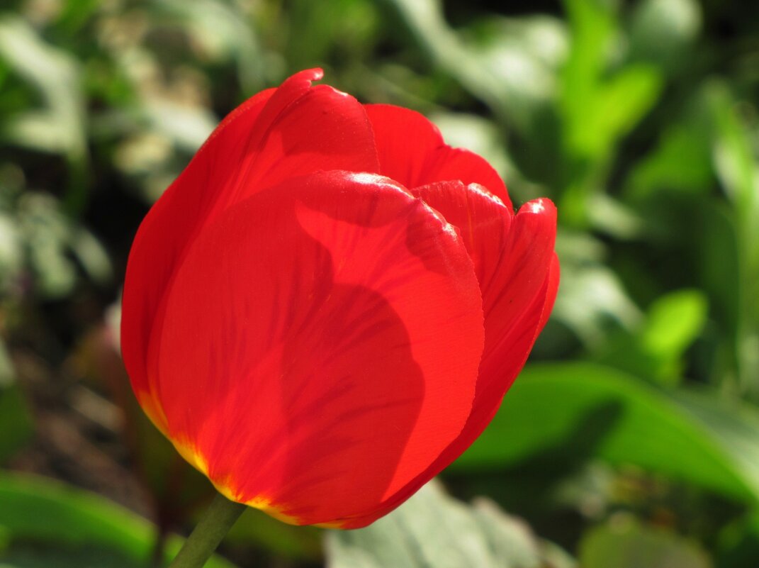 Тюльпан - цветок весны... - Татьяна Гнездилова