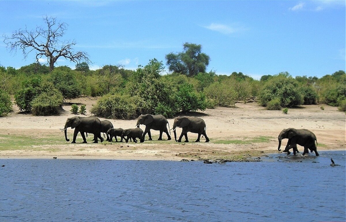 Ботсвана. Слоны на берегу реки Чобе - Игорь Матвеев 
