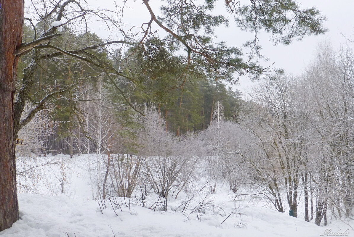 Слева - лес, справа между деревьями - озеро - Raduzka (Надежда Веркина)