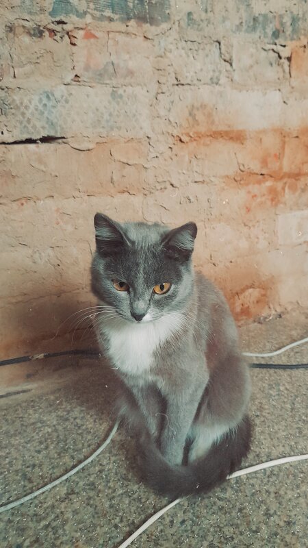 Грустная котя - Светлана 