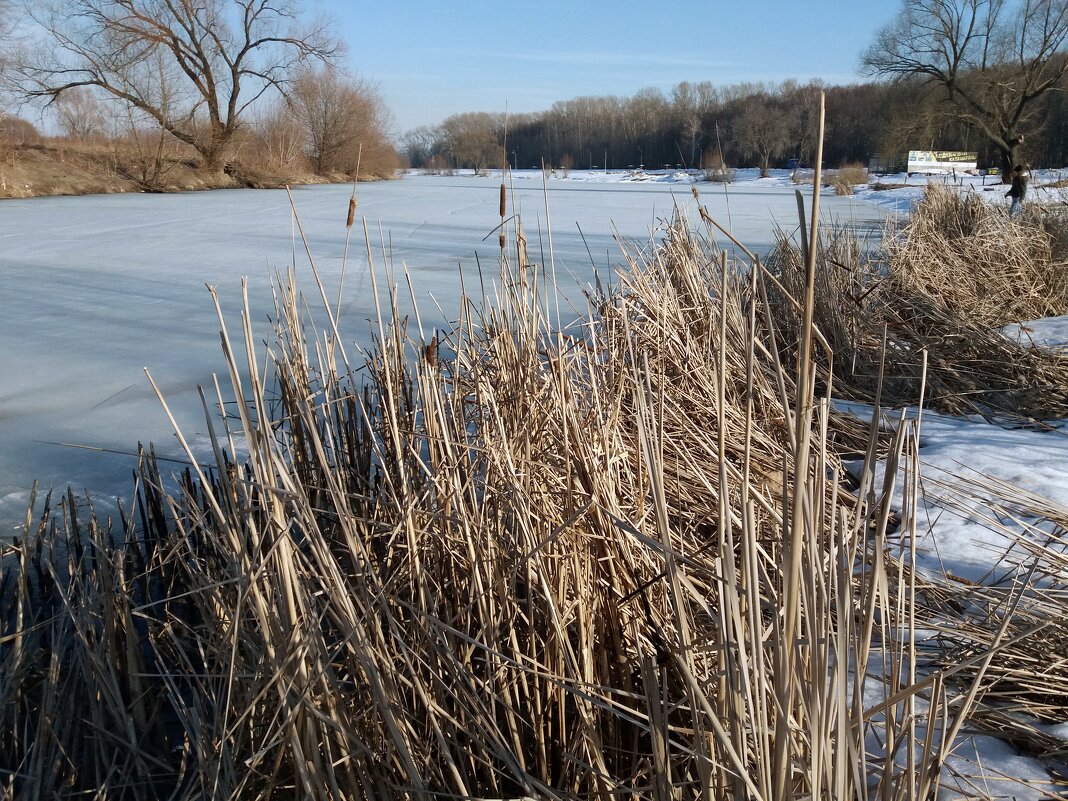Рогоз,переживший зиму у озера - Galina Solovova