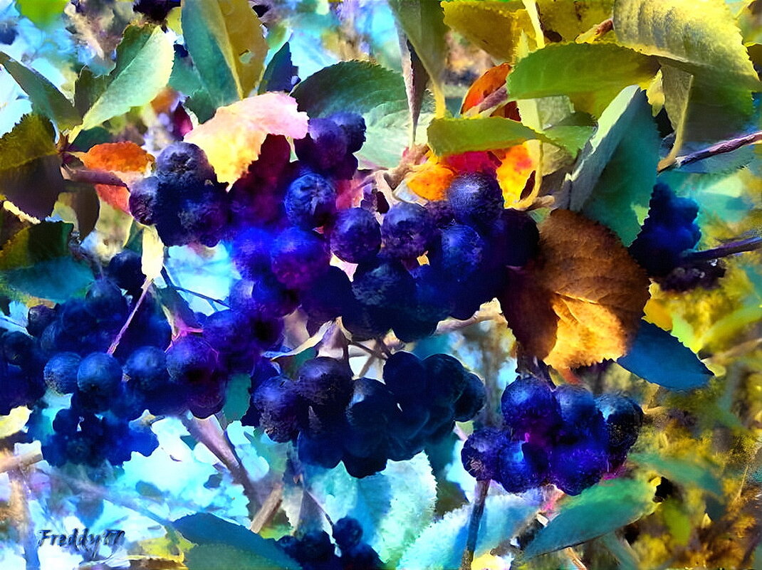 Черноплодная рябина раскудрявила листву, синей чернью кисти манят, сладость терпкая во рту - Freddy 97
