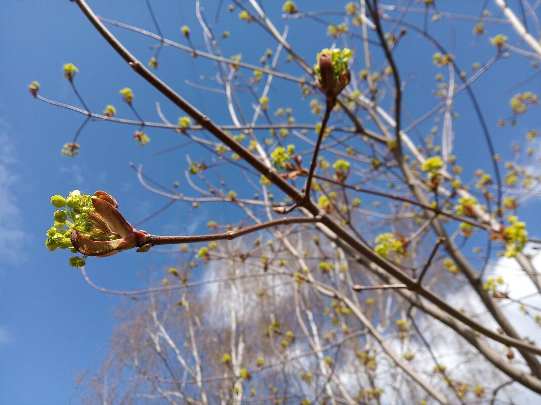 Весна наклевывается - Natali_dubrovosja 