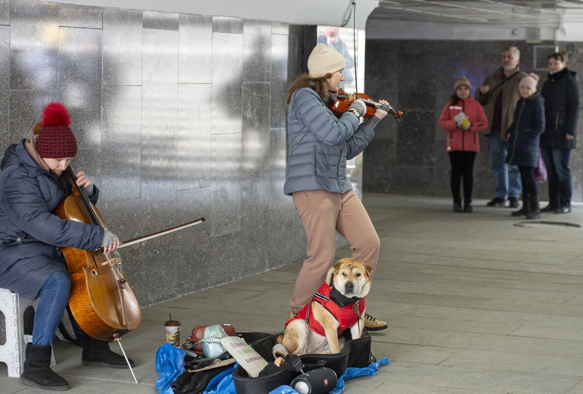 Трио - виолончель, скрипка и ... собака - Александр Степовой 