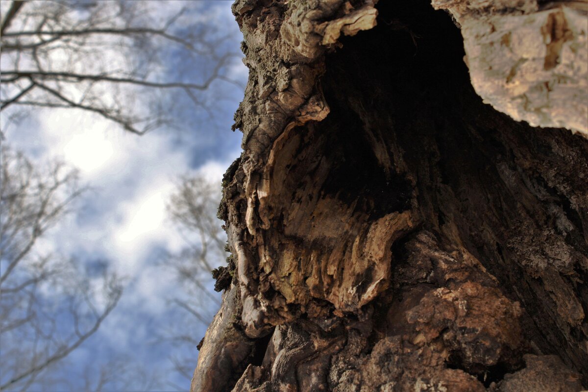 старое дерево - Yurij Katkov