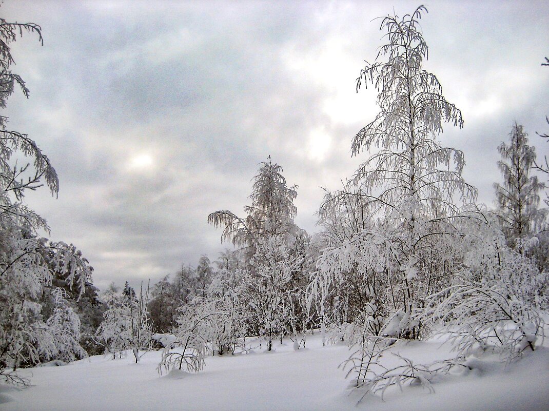 Зима в лесу - Любовь Зинченко 
