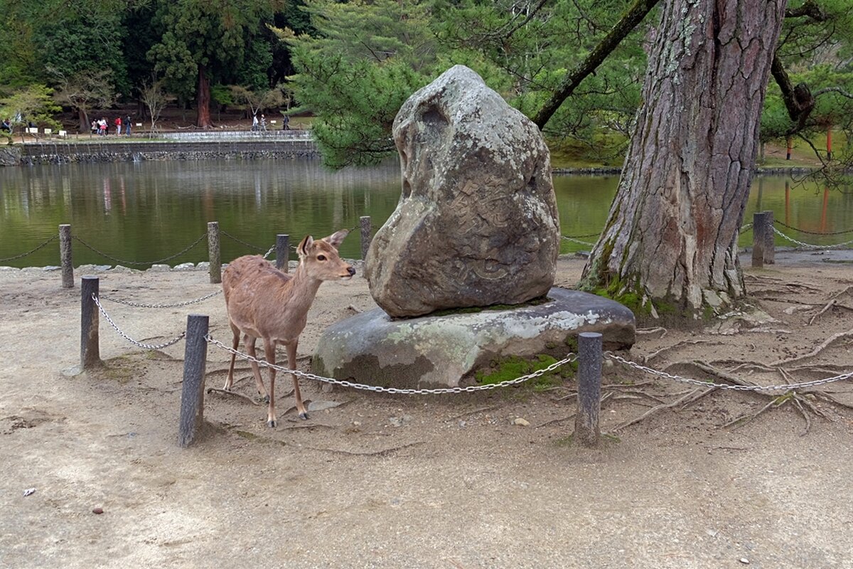 Олень - символ города Нара Япония - wea *