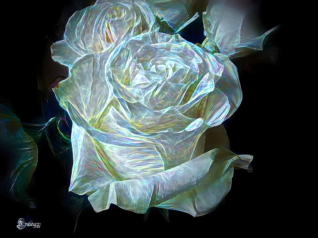 Волшебная роза - Freddy 97