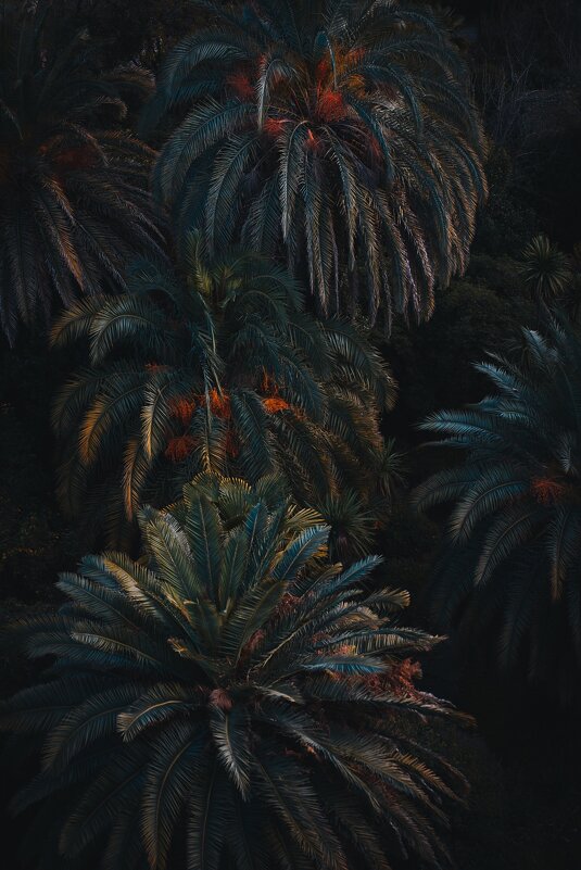 Palm patterns - Руслан Ахтямов