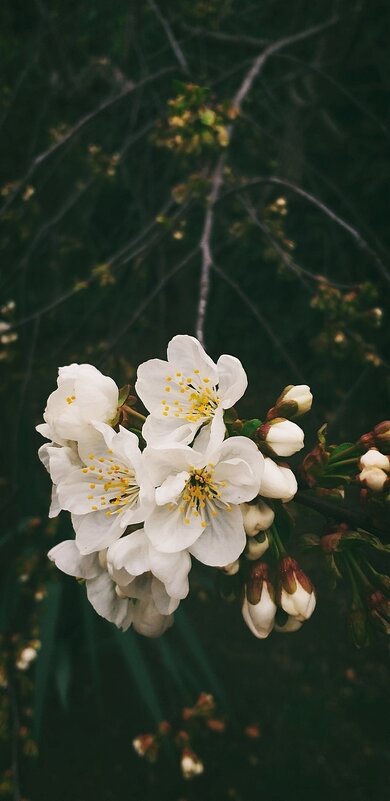 Весеннее цветение - Ольга Мальцева