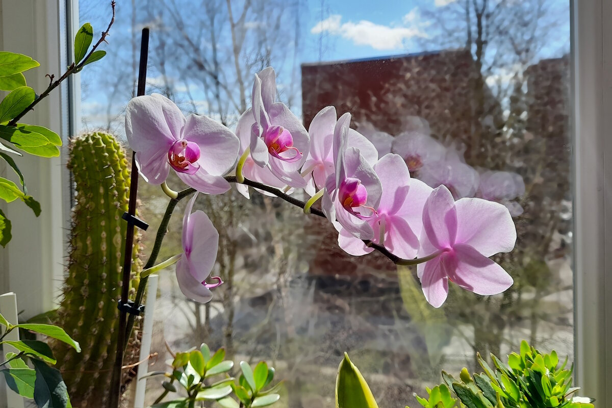 орхидея - linnud 