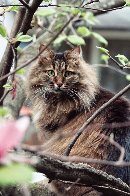 Кот на дереве - Nata Potapova