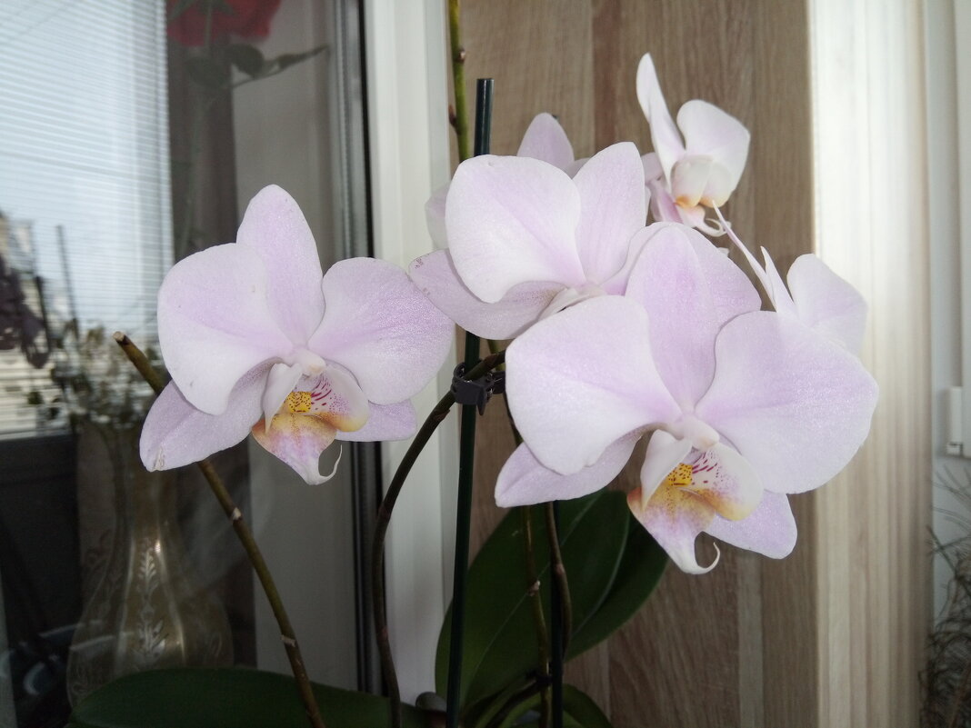 орхидеи - Giant Tao /