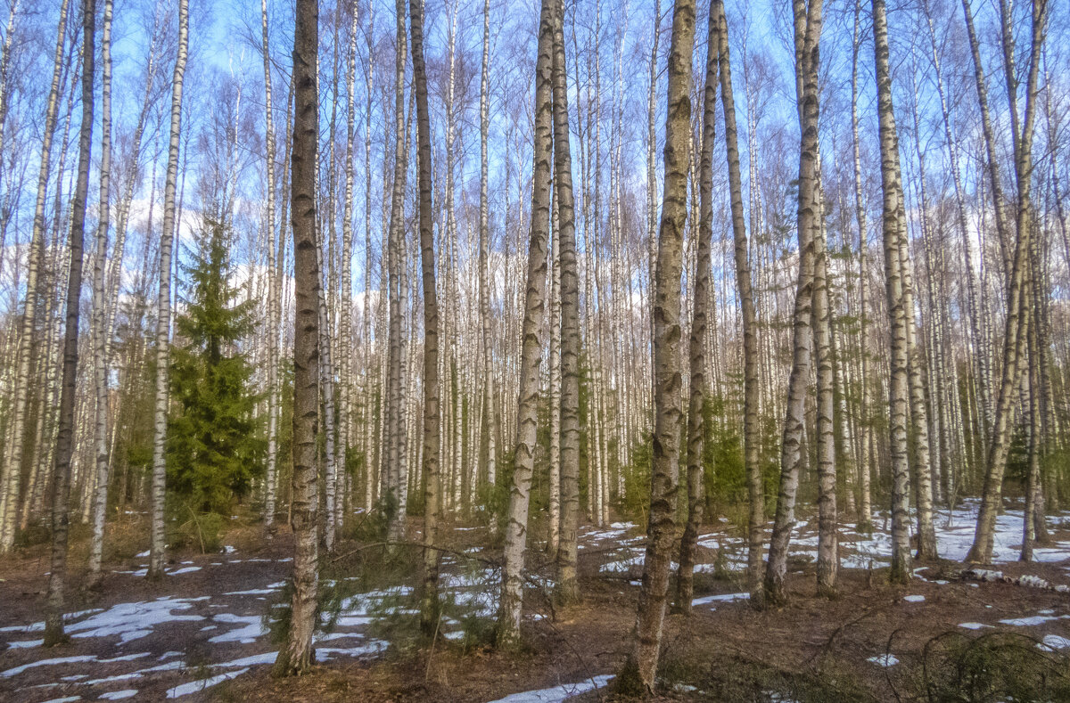 В апрельском лесу - Сергей Цветков