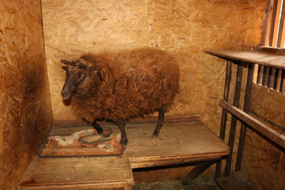 В овечьем загончике - Ольга 