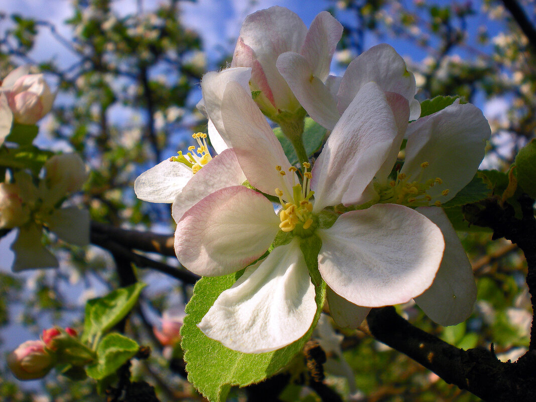 Яблони в цвету — какое чудо - Nina Streapan