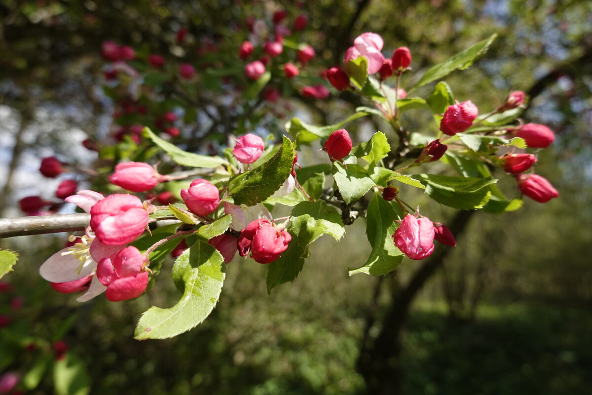 Яблони в цвету - весны рожденье.... - Galina Dzubina