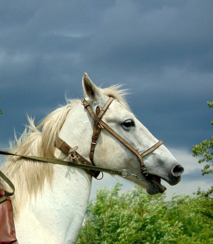 Белый конь. - nadyasilyuk Вознюк