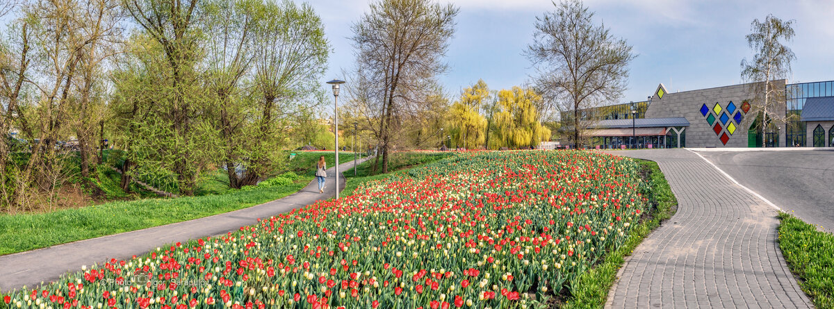 В Белгородских парках расцветают тюльпаны - Игорь Сарапулов