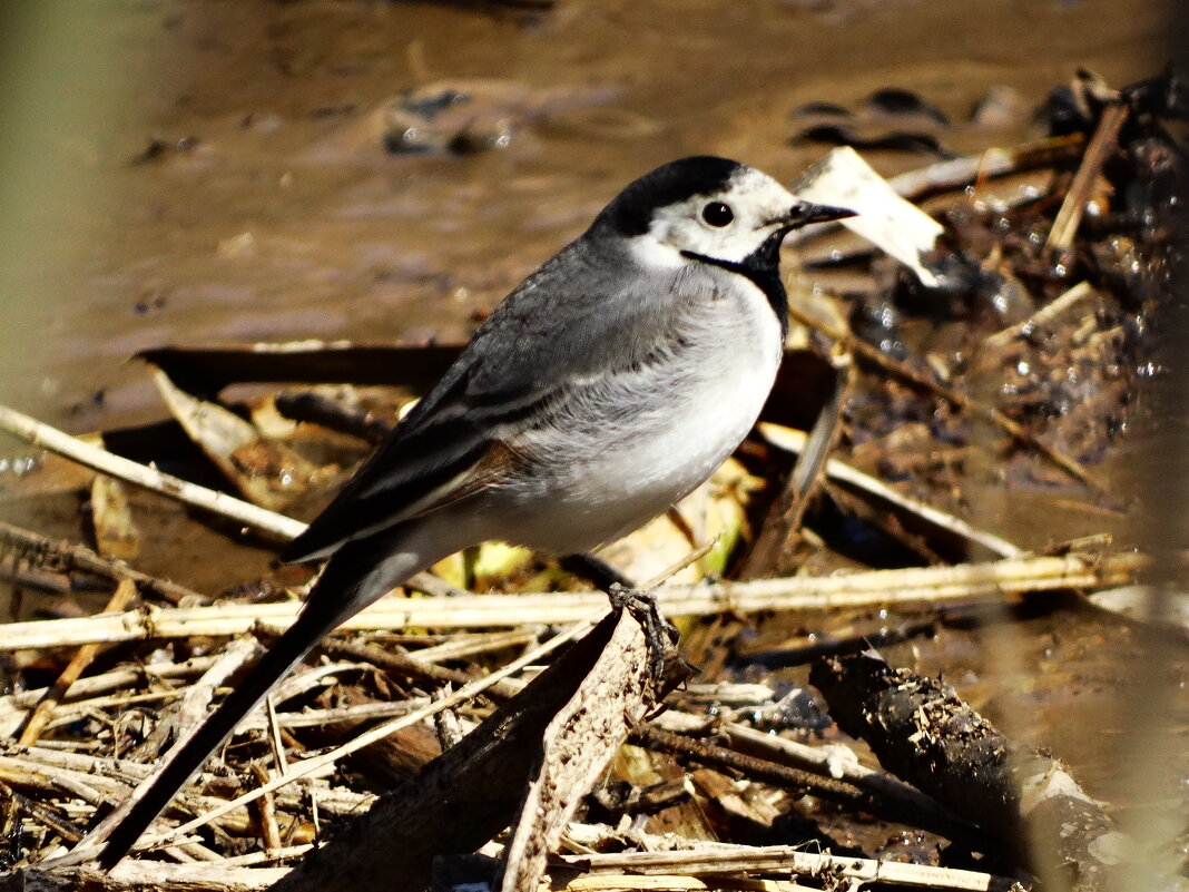 Плиска біла (Motacilla alba) - Ivan Vodonos