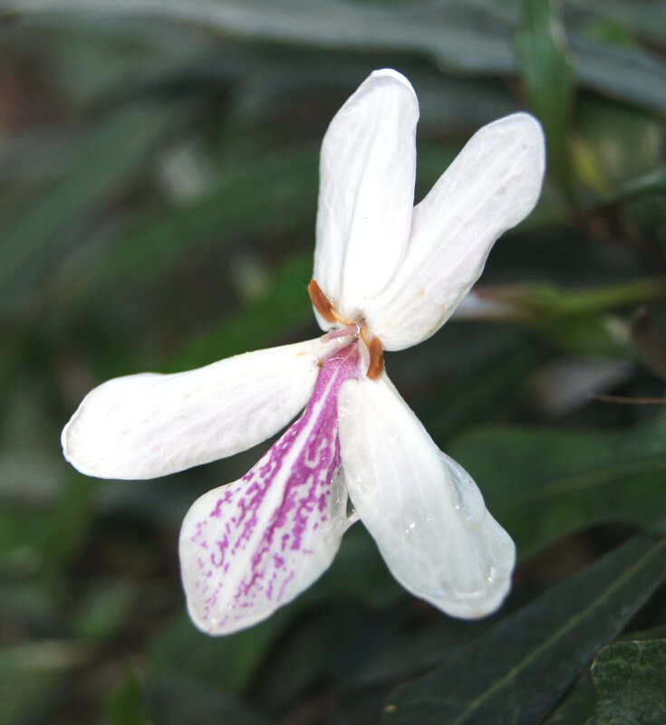 Орхидейка - Pippa 