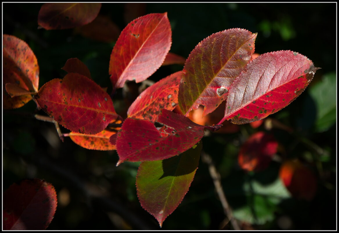 Яркие краски осени - lady v.ekaterina