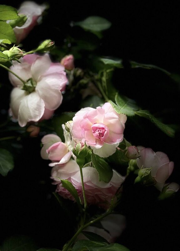 "Как хороши, как свежи были розы..." - Екатерина Савельева