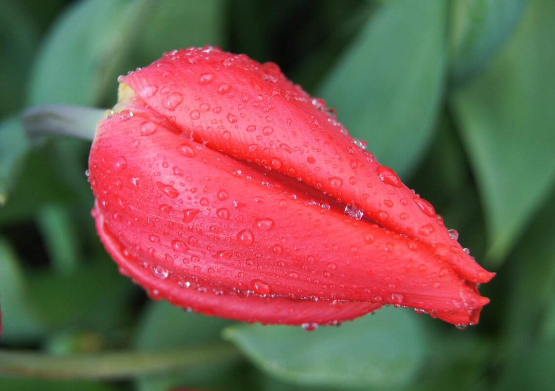 Цветочек аленький - Pippa 