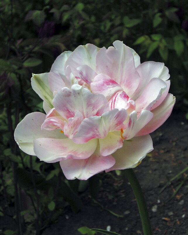 Нежность необычного тюльпана - Тамара Бедай 