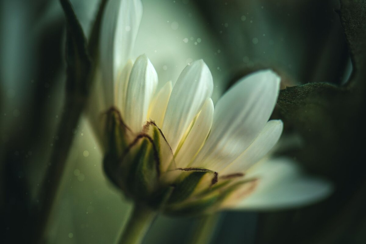 Первые цветы - Anna Makarenkova 