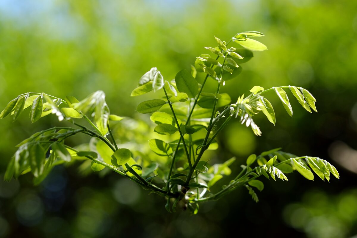 Sophora japonica Софора японская - wea *